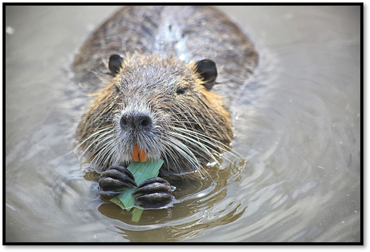 Nutria (Myocastor coypus)